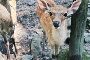 Hirsch im Nara Park