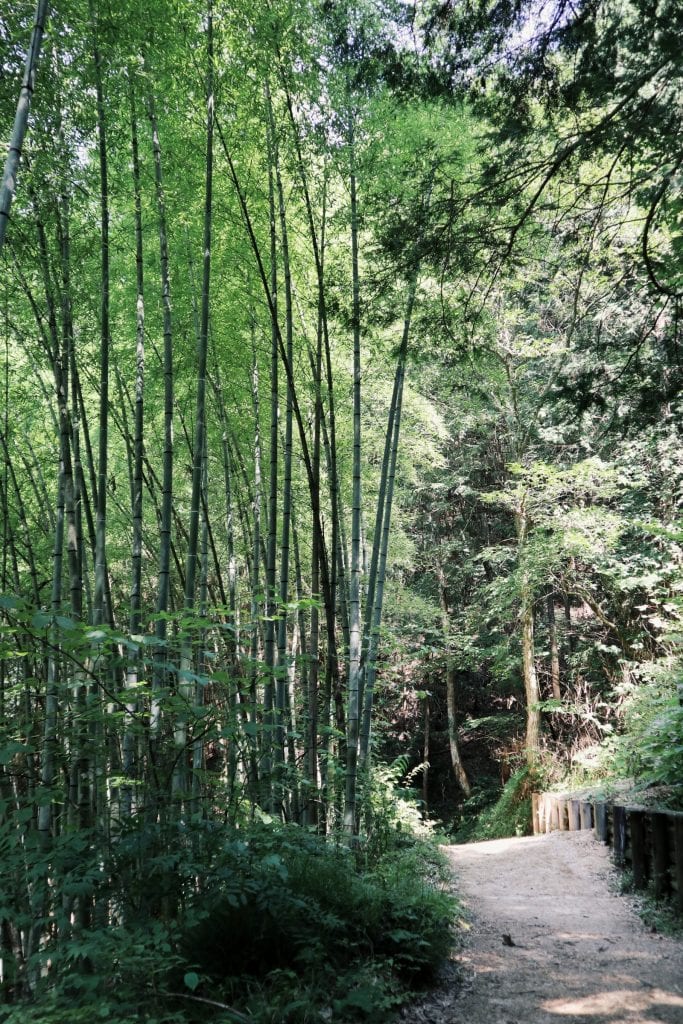 Bambusbäume auf dem Weg nach Tsumago