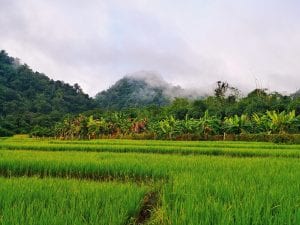 Reisfelder vor der Wat Pa Tam Wua Forest Monastery - meditieren in Thailand