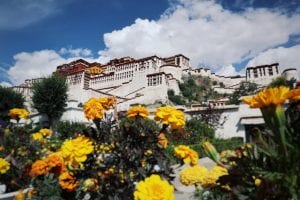 Potala Palast mit Löwenzahn