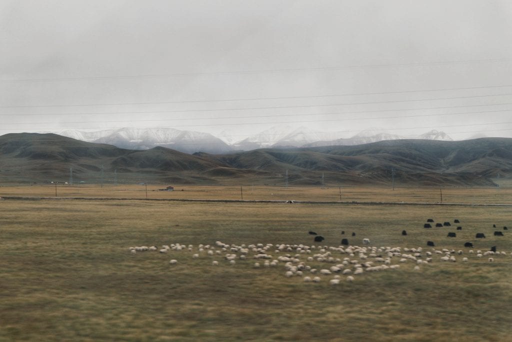 Yaks und Schafe im tibetischen Hochland