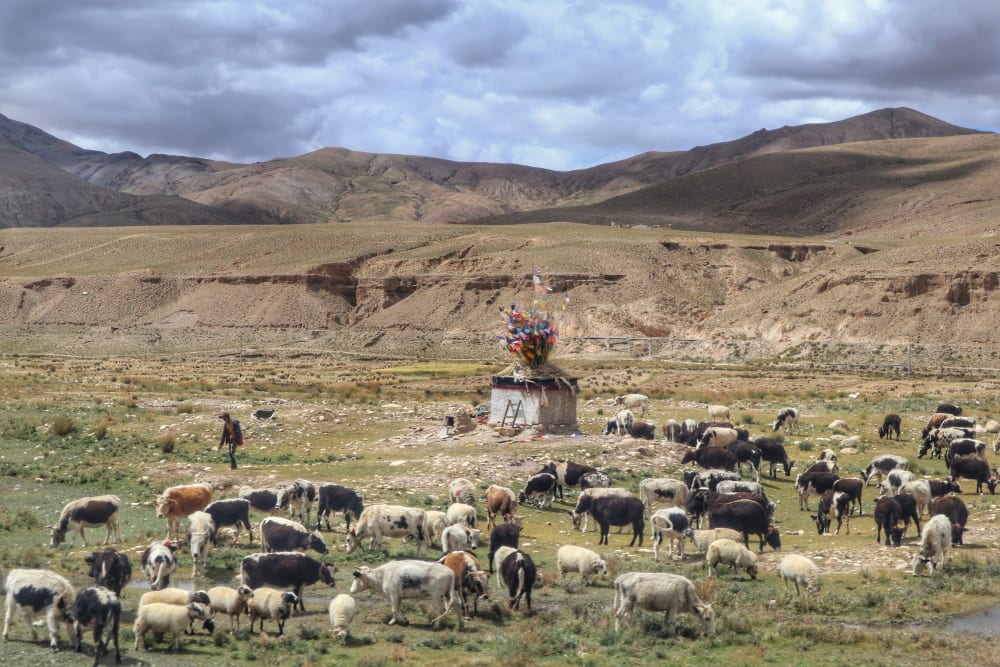 Kühe in Tibet