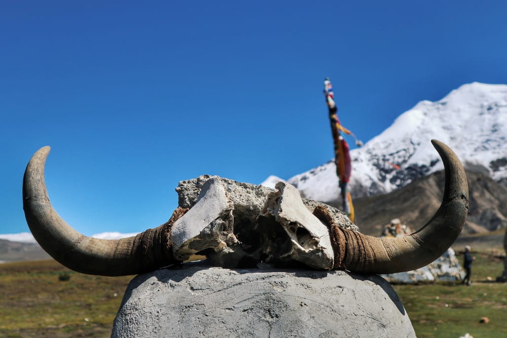 Yakschädel und Schneeberg in Tibet