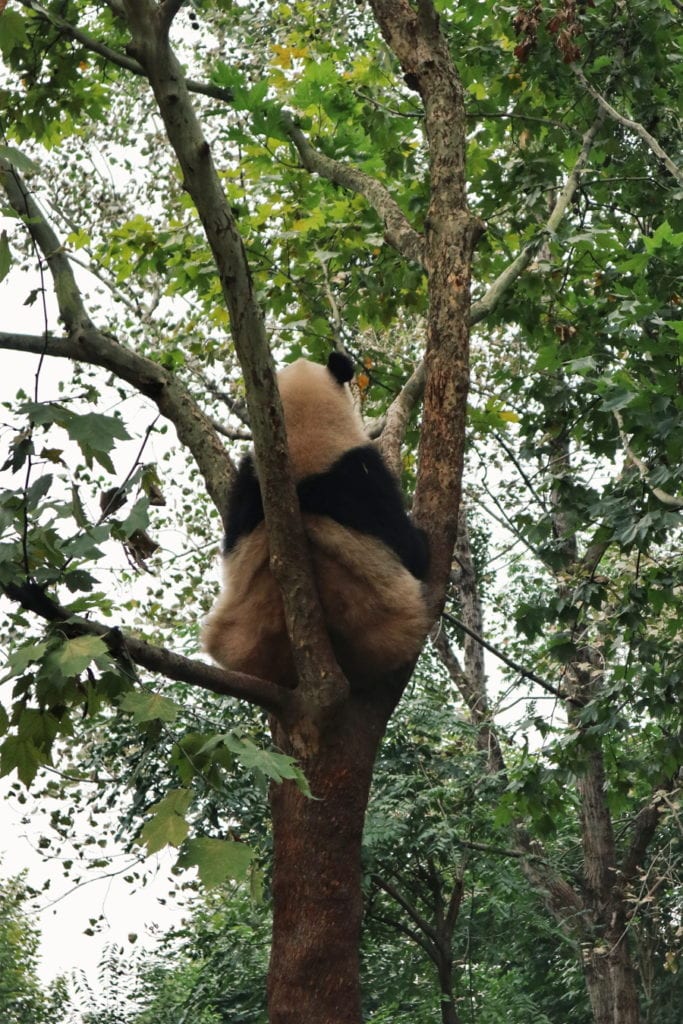 Großer Panda in China