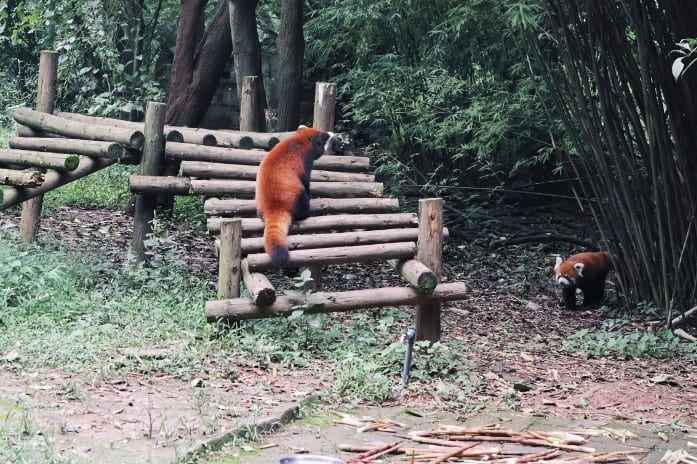 Kleiner Panda im Chengdu Research Base of Giant Panda Breeding