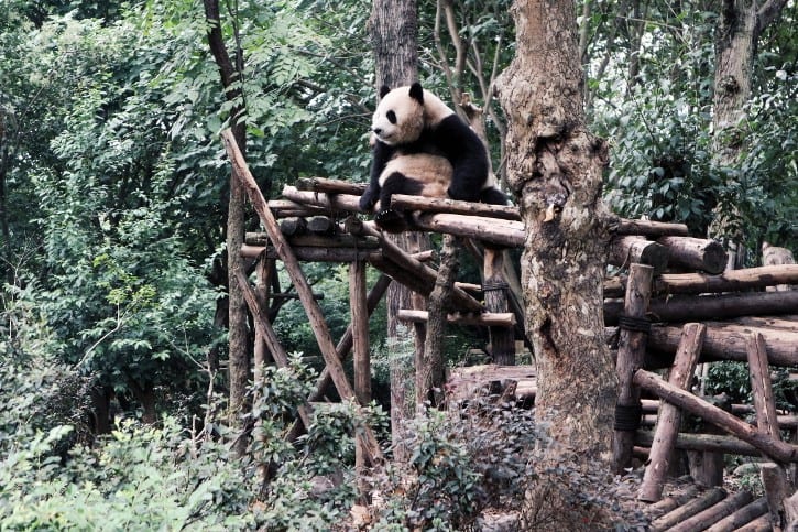 Panda im Chengdu Research Base of Giant Panda Breeding