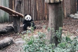 Pandas in China