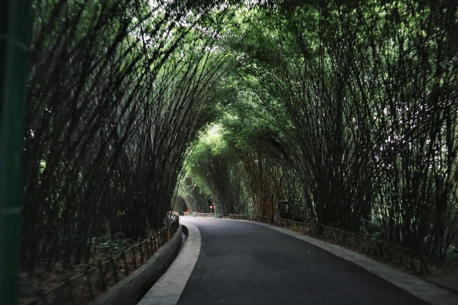 Straße mit Bambus im Chengdu Research Base of Giant Panda Breeding