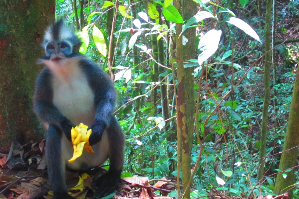 Bukit Lawang Affe