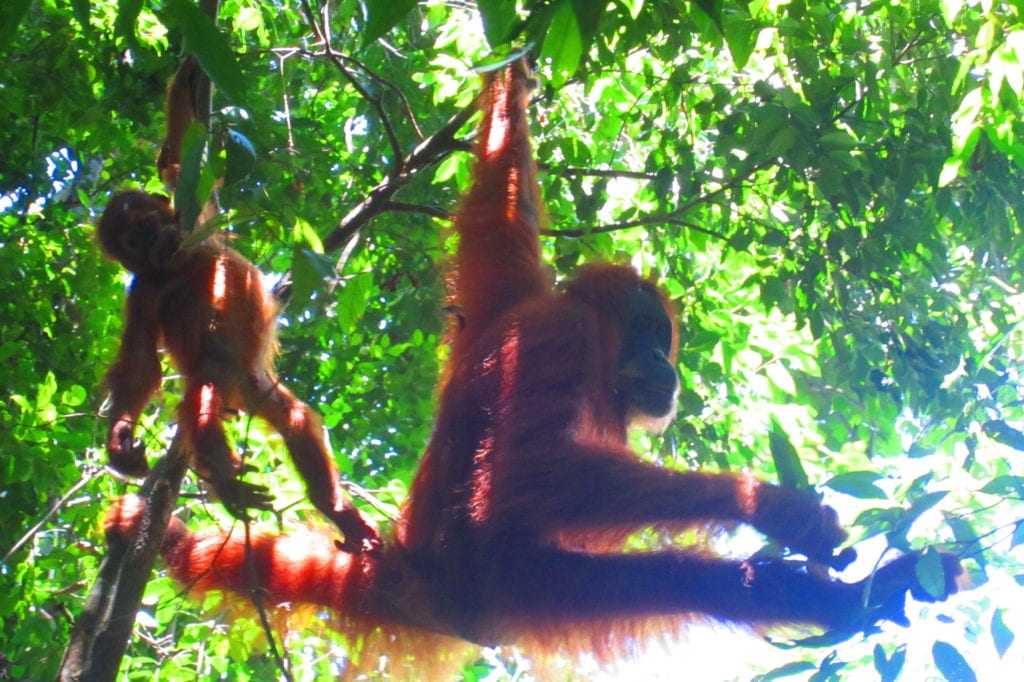 Bukit Lawang Mutter Orang Utan mit Baby