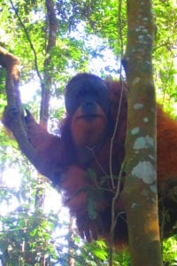 Bukit Lawang großer Orang Utan