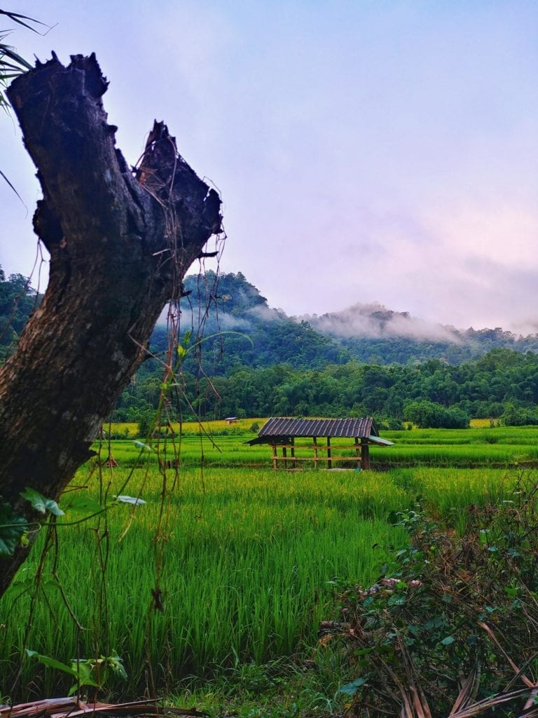 Reisfelder bei der Wat Pa Tam Wua Forest Monastery