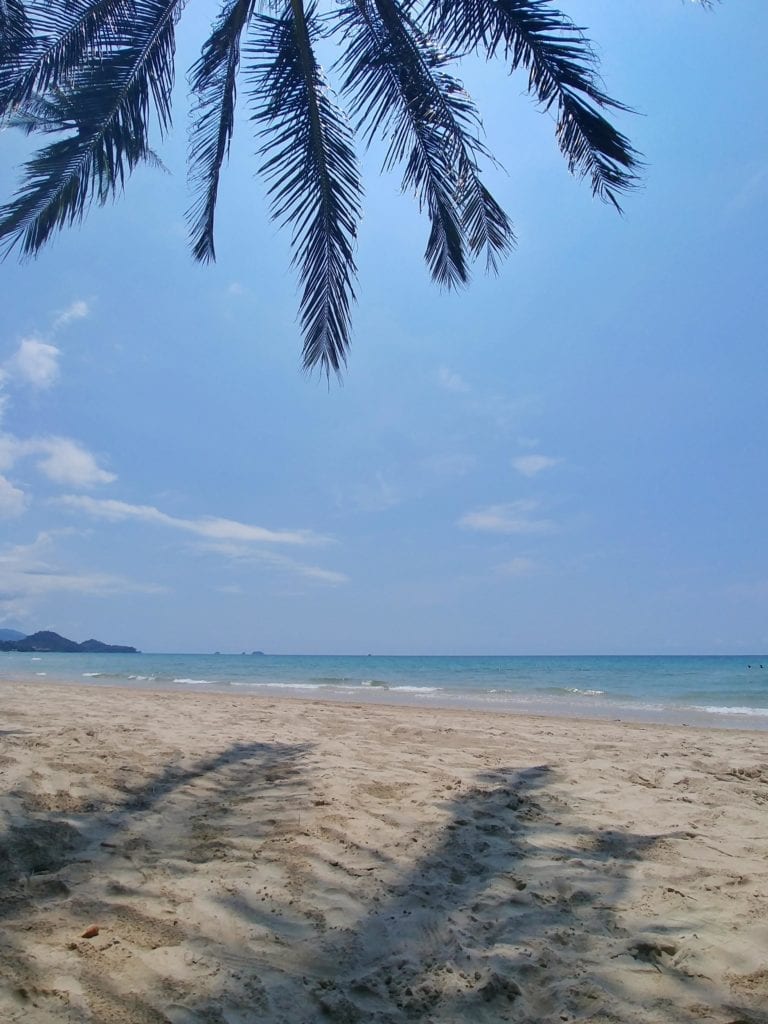 ohne Scooter auf Koh Chang_Palme am Whitesandy Beach