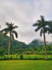 Palmen und Reisfelder der Wat Pa Tam Wua Forest Monastery