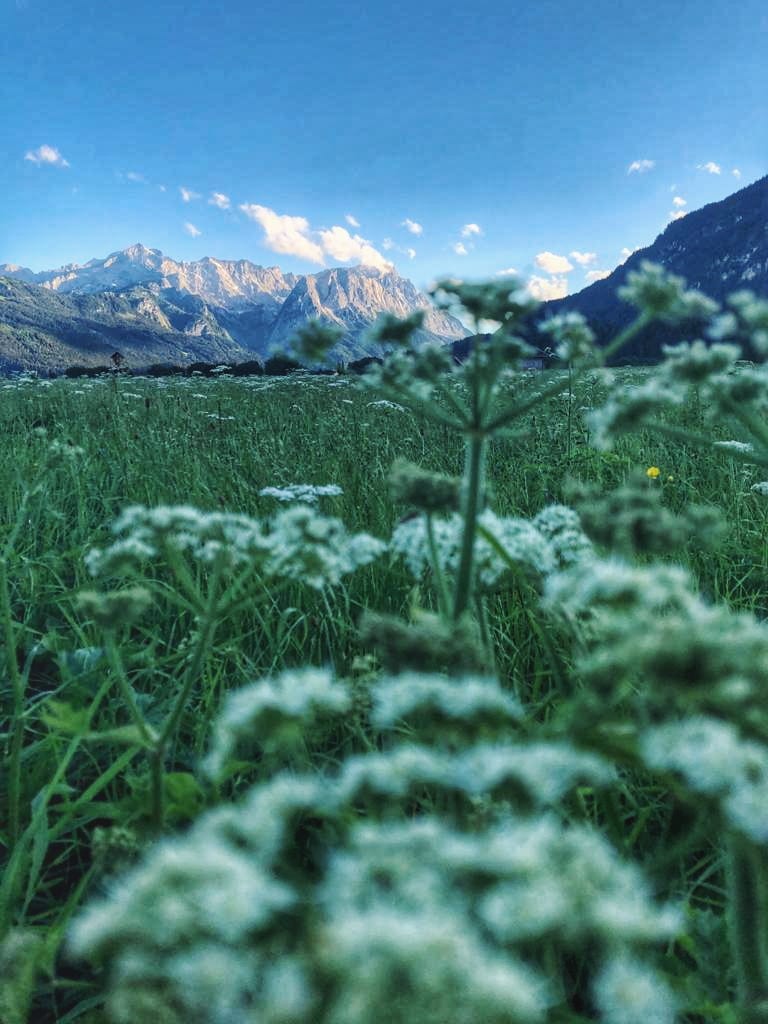 Zugspitze mit Blumen