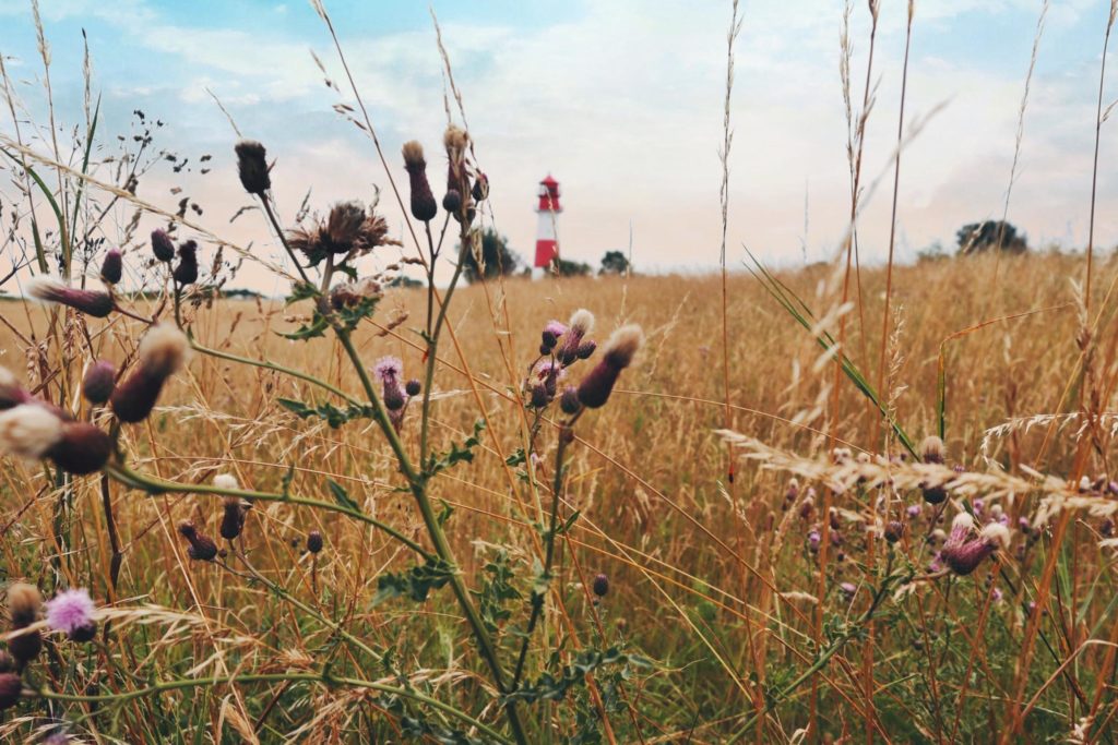 Leuchtturm Falshöft mit Blumen im Vordergrund