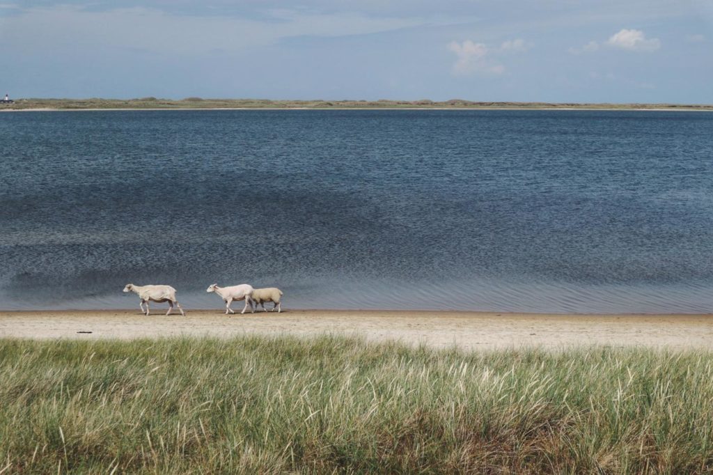 Schafe Lister Ellebogen Sylt