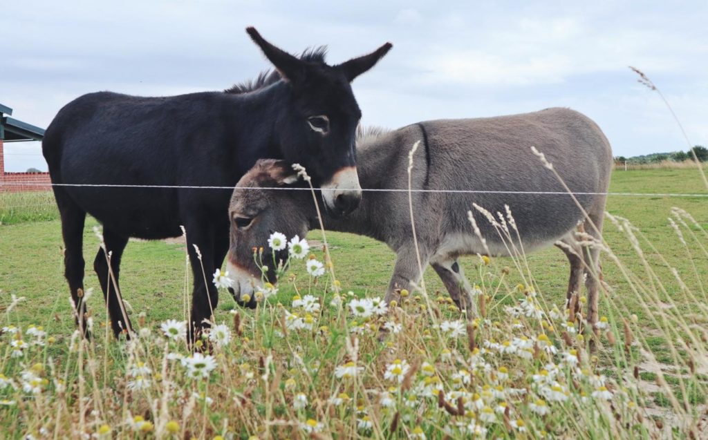 Esel beim Erlebnis Bauernhof Kliewe bei Ummanz_Rügen