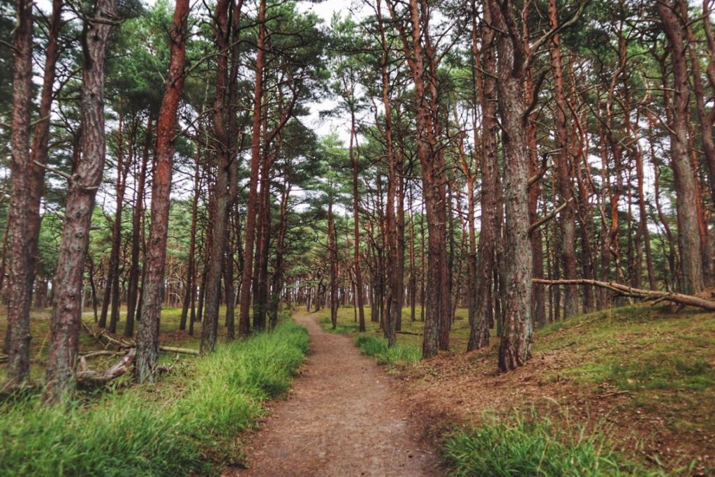 Nadelwald Richtung Schaabe Ostsee auf Rügen