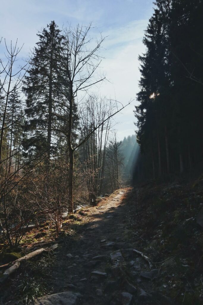 Monschau Wanderwege_Wald mit Lichtblick_Jahrhundertweg Monschau