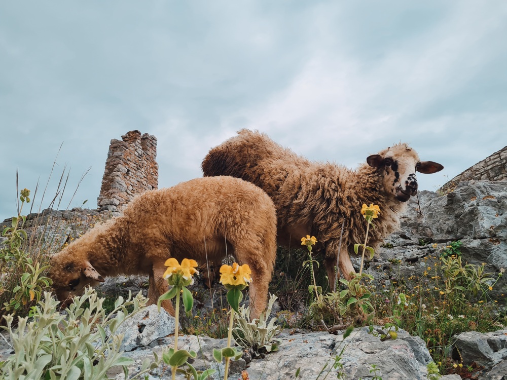 Albanien Roadtrip: Schafe vor der Burg Himare